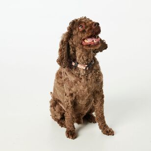 Mozi Pet Gingerbread Collar Brown