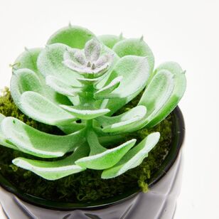 Soren Pinwheel Succulent Potted Plant Green