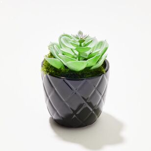 Soren Pinwheel Succulent Potted Plant Green