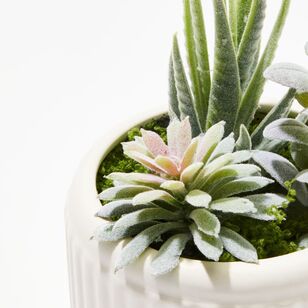 Soren Mixed Succulent Potted Plant Green