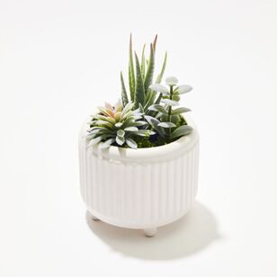 Soren Mixed Succulent Potted Plant Green