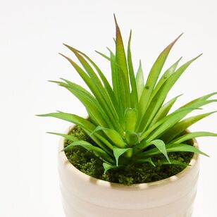 Soren Succulent Potted Plant Green