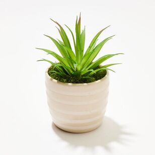 Soren Succulent Potted Plant Green