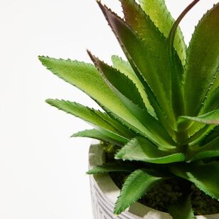 Soren Spiky Succulent Potted Plant Green