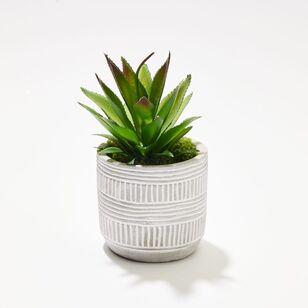 Soren Spiky Succulent Potted Plant Green