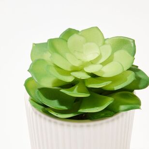 Soren Echeveria Potted Plant Green